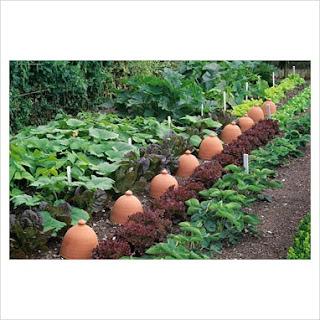 terracotta forcing pots