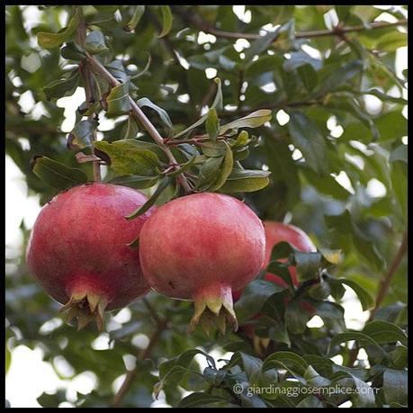 Pochi frutti sul melograno