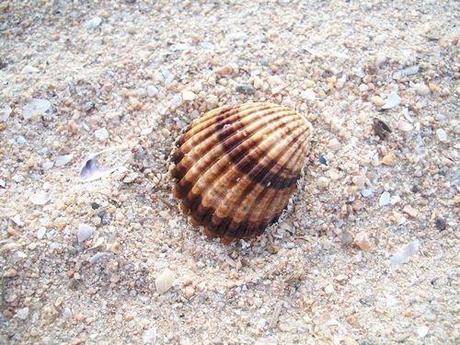 Conchiglia di Sardegna