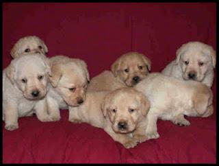 Come prendersi cura del cucciolo di cane.