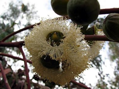 LA STAGIONE DELLE BACCHE