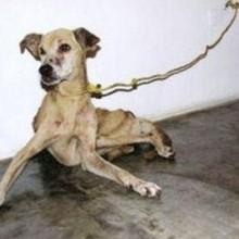Lavori forzati per chi maltratta animali: migliaia di adesioni alla petizione AIDAA