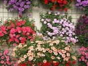 Bordo piante erbacee annuali