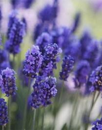 Proprietà e benefici della Lavanda