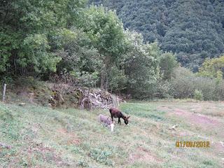 NOTTURNA AL RIFUGIO PRABELLO