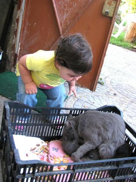 PRIMA CHE SIA CALABRIA!  (VACANZE 1a PARTE) -INSALATA DI POLIPO CON GAMBERETTI, SEDANO E PESCA NOCE