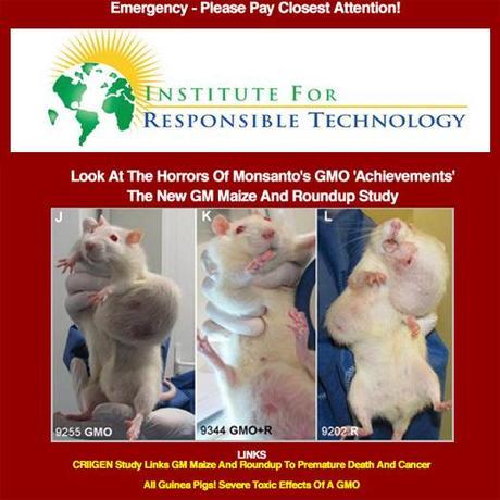 GLI ORRORI DEI SUCCESSI MONSANTO, VISIBILI SU CAVIE GLI ORRORI DEI SUCCESSI MONSANTO, VISIBILI SU CAVIE