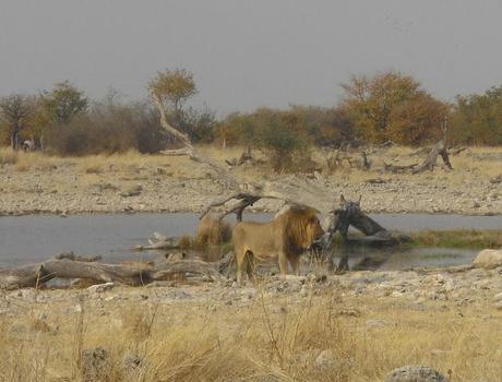 animals from Namibia