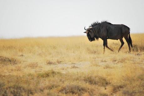 animals from Namibia