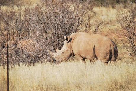 animals from Namibia