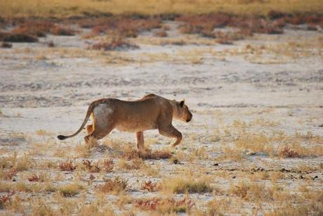 animals from Namibia