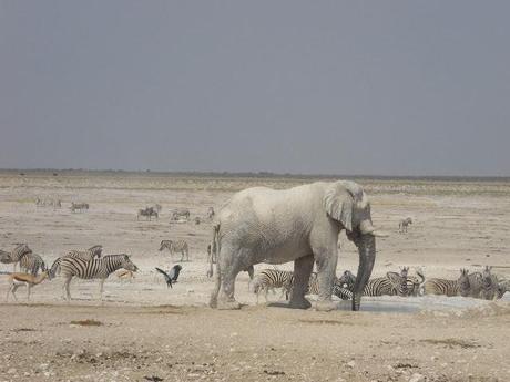 animals from Namibia