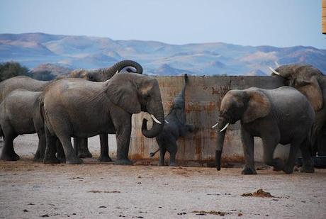 animals from Namibia