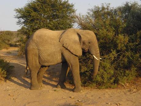 animals from Namibia