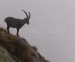 Stambecco al rifugio Benigni