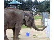 Londra: allo Whipsnade elefante dipinge