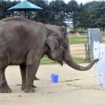 Londra: allo zoo di Whipsnade c’è un elefante che dipinge
