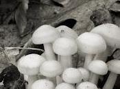 Primi funghi