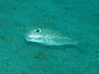 Pesce palla crea cerchi nella sabbia