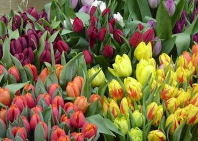 E' tempo di piantare i Bulbi Autunnali