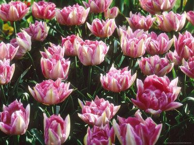 E' tempo di piantare i Bulbi Autunnali