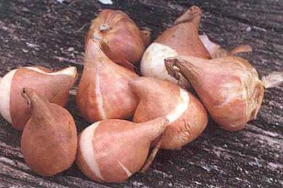 E' tempo di piantare i Bulbi Autunnali