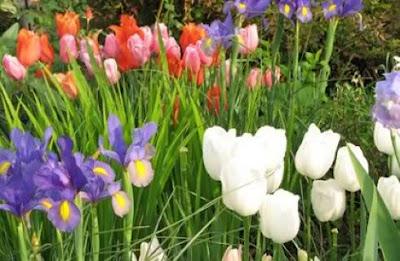 E' tempo di piantare i Bulbi Autunnali