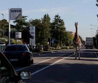 Giraffa fa lo “struscio” in centro a Imola