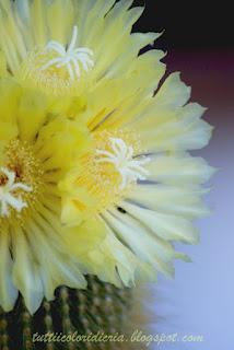 Un paio di scatti a: FIORITURA NOTOCACTUS (CACTACEAE)