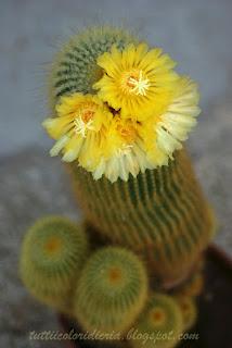 Un paio di scatti a: FIORITURA NOTOCACTUS (CACTACEAE)