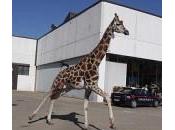 Imola: giraffa fugge circo giro città