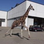 Imola: una giraffa fugge dal circo e va in giro per la città