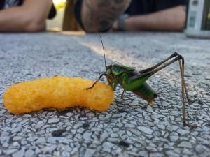 Evviva Crusti Croc Cheese Flip, parola di cavalletta.