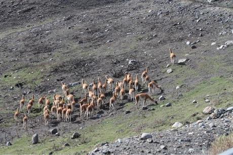 CILE 1 - PARQUE TORRES DEL PAINE