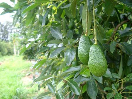 AVOCADO: COME PIANTARLO IN CASA...