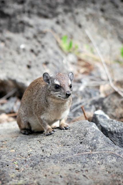 Immagini dal Kenya: gli animali