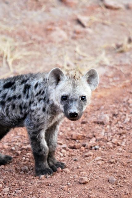 Immagini dal Kenya: gli animali