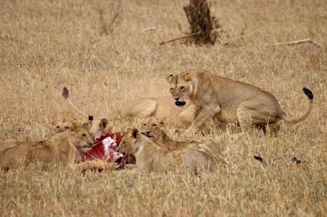 Immagini dal Kenya: gli animali