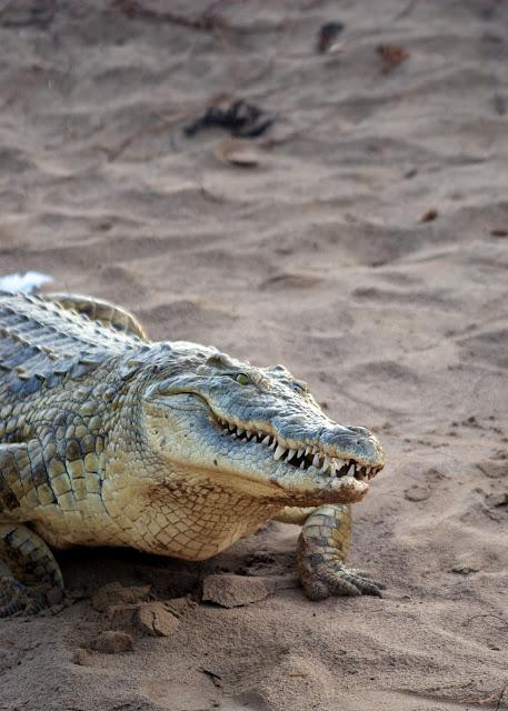 Immagini dal Kenya: gli animali