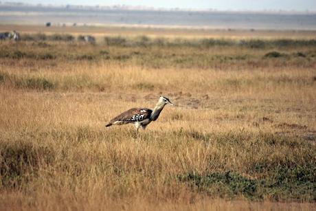 Immagini dal Kenya: gli animali