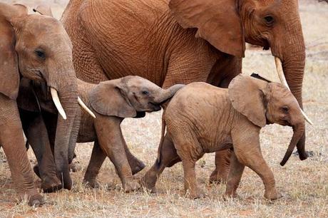 Immagini dal Kenya: gli animali