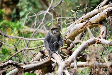 Immagini dal Kenya: gli animali