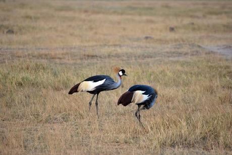 Immagini dal Kenya: gli animali