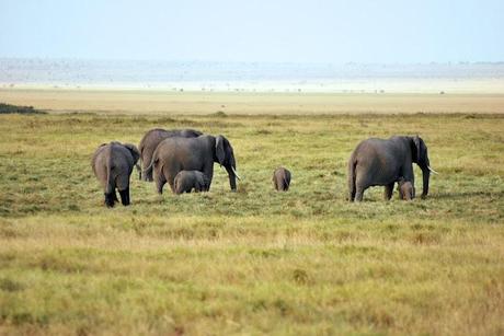 Immagini dal Kenya: gli animali