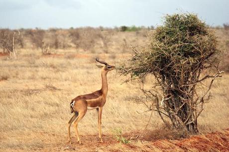 Immagini dal Kenya: gli animali