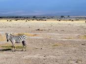 Immagini Kenya: animali