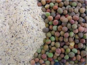 UN LEGUME ANTICO: LA ROVEJA