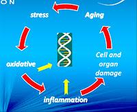 PIU' RIGENERAZIONE, MENO STRESS, PIU' PROTEZIONE = RINGIOVANIRE!