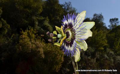 Fiore della passione, passiflora cerulea blue.