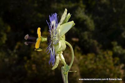 Fiore della passione, passiflora cerulea blue.